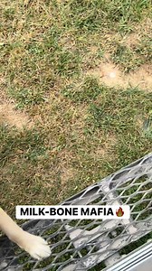 68K views · 6.5K reactions | Day 10, is a Milk-bone Super Bowl...