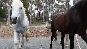 4.8K views · 76 reactions | IT'S TIME TO HAVE A GO Hey there, here's your chance to learn the very basics of hoof trimming and maintaining your own horses hooves during this challenging time of COVID19. Especially as it gets harder to get a hoof care provider out to your property. Wild about Hooves will guide you with short snippets of footage and post here on face book over the next few weeks. Stay tuned x | Wild AboutHooves | Facebook
