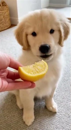 🐶🍋 Puppy Tries Lemon for the First Time! | Cutest Sour Reaction 😂