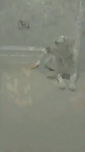 119K views · 2.2K reactions | Jack Russell  #jackrussell #jackrussellterrier #jackrussellpuppy #jackrussellmoments #photography | Jack Russell | Facebook