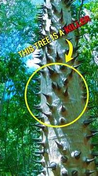 The Sandbox Tree is the most dangerous tree in the world