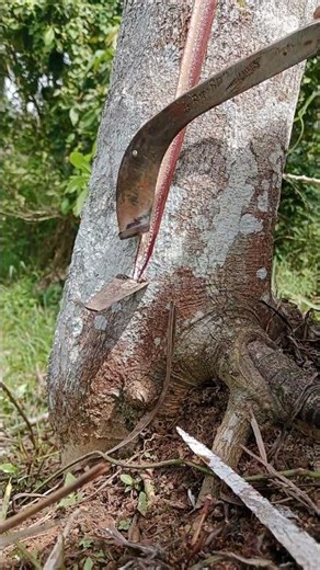 #pencarigetah #seluruhdunia #petanigetah