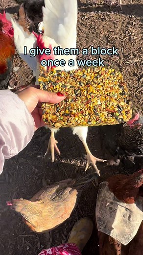 Nutrient-Rich Chicken Flock Block Recipe for Cold Weather Survival