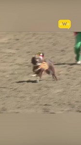 Pups and barrel racing? All in! 💯 | Wrangler Western