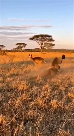 Can the monkey save the deer? 🤣 #funnyanimals