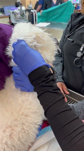 Administer Ear Medication