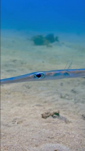 The Bluespotted Cornetfish!