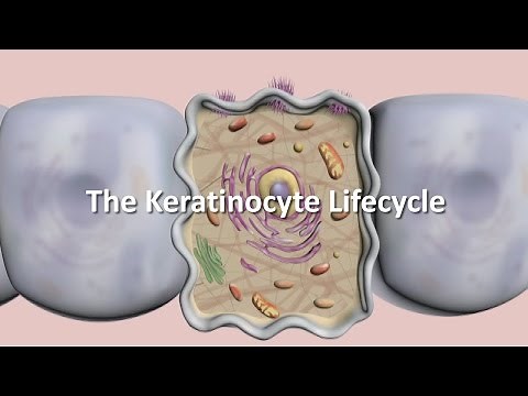 Lifecycle of the Keratinocyte
