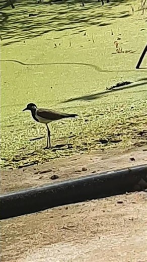 tatiri sound in village #birds #birdsounds # tatiri short #cute tatiri #wildlife #cutebirds