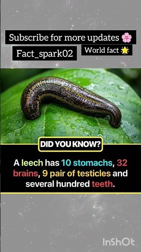 Leech 🤔🌟 #NatureFacts #Wildlife #AmazingNature #ScienceFacts #AnimalFacts #InterestingFacts #Biology