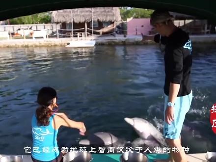 这种动物智商仅次于人类，美国将其训练后投入战场，效果惊人！