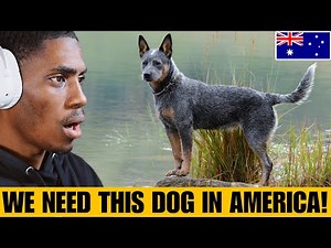 American Reacts to the Australian Cattle Dog || 10 Amazing Heeler Facts
