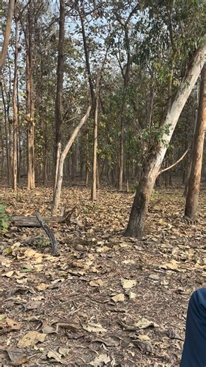 अतनु साहा 🇮🇳 on Instagram: "*Alarm calls* in the jungle are nature’s early‑warning system. - *What it is:* A sharp, distinctive vocalization an animal makes when it spots danger – predator, intruder, or threat. - *Why it matters:* It alerts nearby members of the same species (and sometimes others) to flee, freeze, or mob the threat. - *How it works:* - *Monkeys* use different calls for eagles vs leopards – tailoring the response. - *Birds* like drongos even mimic alarm calls to scare competito