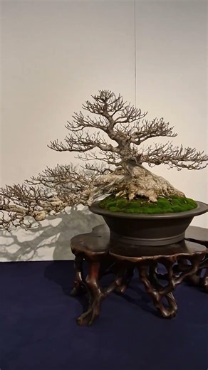 국풍전 소사나무 #國風展 #smile_bonsai_auction #盆栽競賣 #盆景 #第100回国風盆栽展