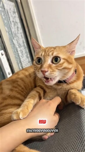 Strongest Cats by Bite Force — This One Surprises Everyone!