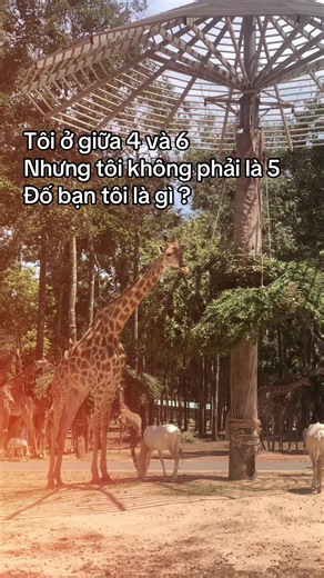 Tour nhốt người thả thú tại Vinpearl Safari Phú Quốc — trải nghiệm hè 2026