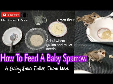 How to feed baby sparrow | feeding a baby bird fallen from the nest | #babysparrowfood #babysparrow