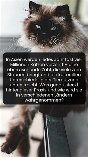 Warum essen Millionen Asiaten Katzen und was bedeutet das für unsere Tiernutzung?