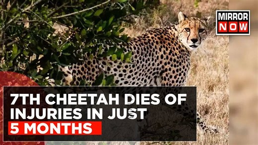 Male Cheetah 'Tejas' Dies Of Injuries In Kuno National Park, 7th Death In Just Five Months | English News