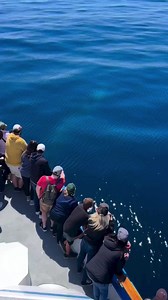 10K reactions · 2K shares | Friendly Fin Whale saying hello to the Dana Pride!  We have the seen the first largest mammal on earth (Blue Whale) to now the second largest mammal this week! #finwhale #finwhaledanapoint #danapoint #whalewatching #orangecounty #dolphinandwhalewatchingcapitaloftheworld #ocean #whalelovers #getoutside | Dana Wharf Whale Watch | Facebook