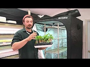 Top-Grafting Cucumbers | Demonstration