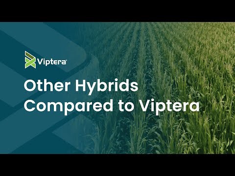 Viptera Corn Trait Technology’s Advanced Pest Control for Corn Farmers