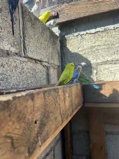 No se cual color me gusta más, todos son hermosos 😍