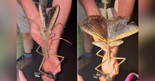 This Massive Stick Insect Might Be the Heaviest Bug in Australia