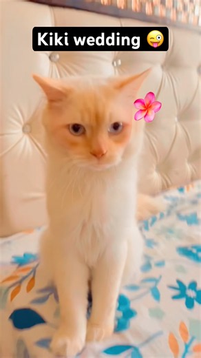 Kiki wedding 😜# #cat #catvideos # kikilife# #catshorts #funny