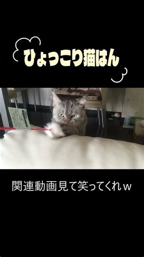 【猫動画】ひょっこり猫はん！かわいいｗ #ねこのいる日常 #猫のいる暮らし