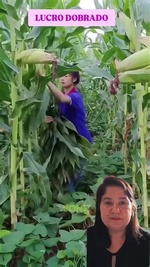 O vídeo apresenta uma técnica agrícola fascinante chamada Relay Cropping (cultivo em revezamento), praticada por agricultores nas Filipinas. Isso não é apenas agricultura, é espertize e experiência aplicado à terra! Menos desperdício, mais faturamento. #AgriculturaInteligente #RelayCropping #DicasDeCultivo #InovaçãoNoCampo #EficiênciaAgrícola