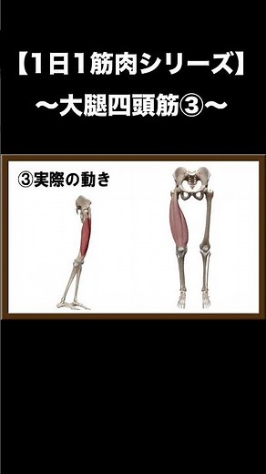 【1日1筋肉シリーズ】大腿四頭筋③