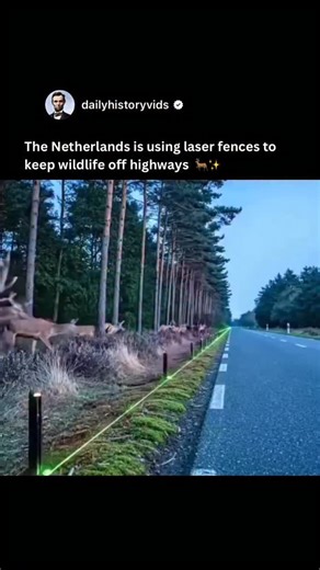 Daily History on Instagram: "The Netherlands is experimenting with an innovative solution called light fences—thin laser lines projected along the edges of highways that appear as real barriers to animals. Instead of building physical fences, these glowing lines guide deer and other wildlife away from traffic and toward safe crossing zones. The idea is to reduce road accidents without cutting animals off from their natural migration routes. No steel, no concrete—just light shaping behavior in a