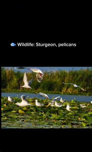 Danube River (Europe).