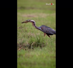'A Tough Meal' - Tenacious heron pushed to its limit by a stubborn eel heck-bent on surviving
