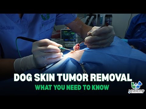 Dog Skin Tumor Removal Surgery | Lesion Removal