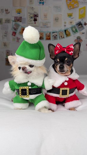 Two cute tiny chihuahua elves got their own sibling Christmas mug! 🤩 Maya was so excited about what’s in the mug that she dropped her little bow in it 🙈 Oh dear 😅 We are both looking forward for the holidays this year! 🥰 I can’t wait to spend my first Christmas with my little sister 🤗 Our humans can’t wait to spoil us both and make our Christmas the best ever! 🎄 I think this pretty holiday mug with both of us on it will be my mum’s favourite this season 😉 As long as she remembers to take 