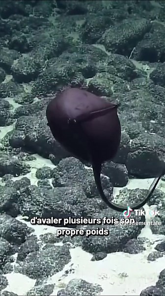 Découvrez le Grand Gousier: Une Créature Abyssale Étonnante