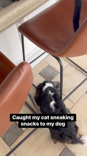 That’s a real one right there #dutchpet #hellodutch | Dutch