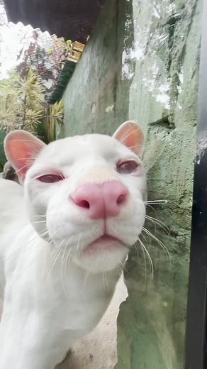 Tuvimos la dicha de conocer el único ocelote albino del mundo. Qué linda labor realiza el Parque de la Conservación en Medellín. #felino #albino #ocelote #natureza #peluditos #medellin