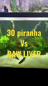 81K views · 1.2K reactions | 30 Piranha VS (RAW liver) | UaruJoey | Facebook