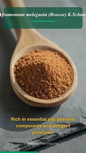 Secret of Grains of Paradise for Weight Loss and Energy