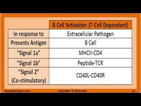 B & T Cell Activation & Development, Cytokines, MHC 1 CD40 TNF B7 IL 2 LTB4 CD4 CD8