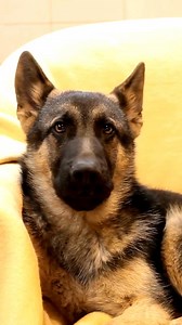 3K views · 157 reactions | Brain Training For German Shepherds Unlock your German Shepherd's genius! 易 Dive into a world of cognitive challenges designed to stimulate and engage your furry Einstein.  From problem-solving puzzles to advanced obedience exercises, discover fun and effective ways to keep those clever minds sharp. Elevate the bond with your German Shepherd while unleashing their inner brilliance!  | German shepherd community | Facebook