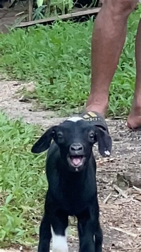 Cute baby goat ! Baby goat sound#goatbabies