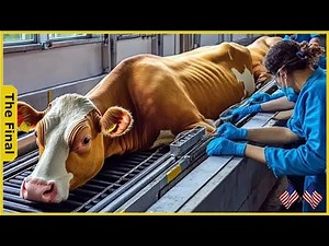 Exploring Beef Production: From Ranching To Your Plate - Farming Documentary