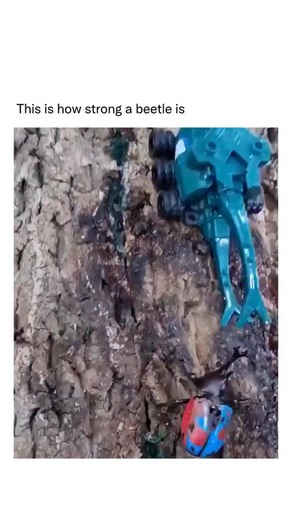 Nature Uncharted on Instagram: "The Titan beetle from the Amazon rainforest, one of the largest longhorn beetles in the world, can grow up to 6.5 inches long and is strong enough to snap a pencil in half with its jaws."