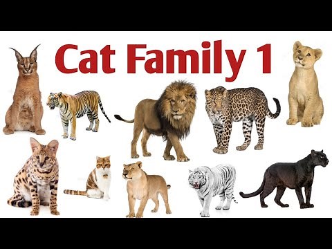 Different Species Of Cat Family With Pictures And Names In English Part 1| Cat Names|Wild Cats