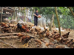 FULL VIDEO: the process of growing a farm from 15 chickens to 400 chickens, Building a life (Ep 219)