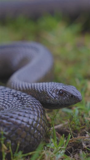 18K views · 183 reactions |  The Pointy Snout of the Mole Snake ✨...